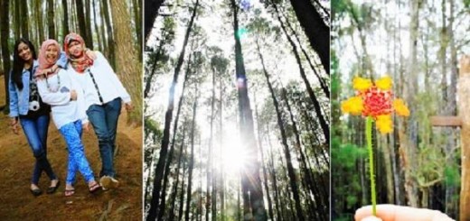 lokasi hutan pinus imogiri bantul yogyakarta