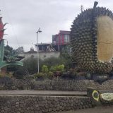 warso farm durian bogor