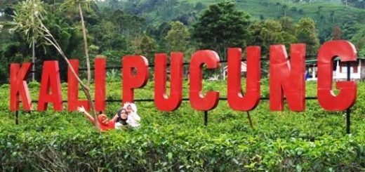 harga tiket masuk kebun teh kemuning